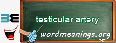 WordMeaning blackboard for testicular artery